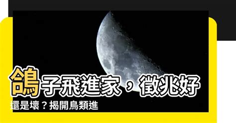 鴿子飛進家裡代表什麼|「鴿子」常飛來你家陽台嗎？恭禧！代表你快走。